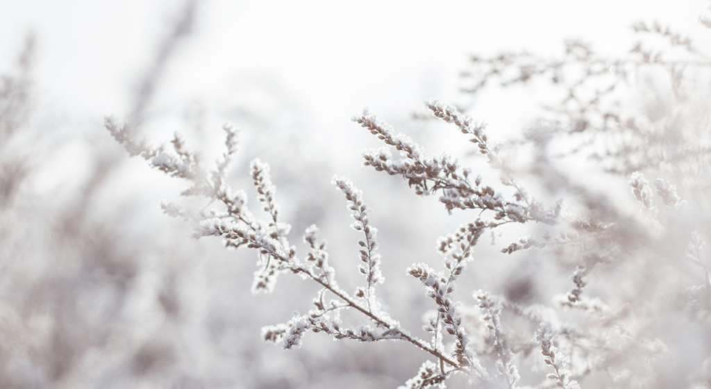 The Quiet Glow of Ice and Snow